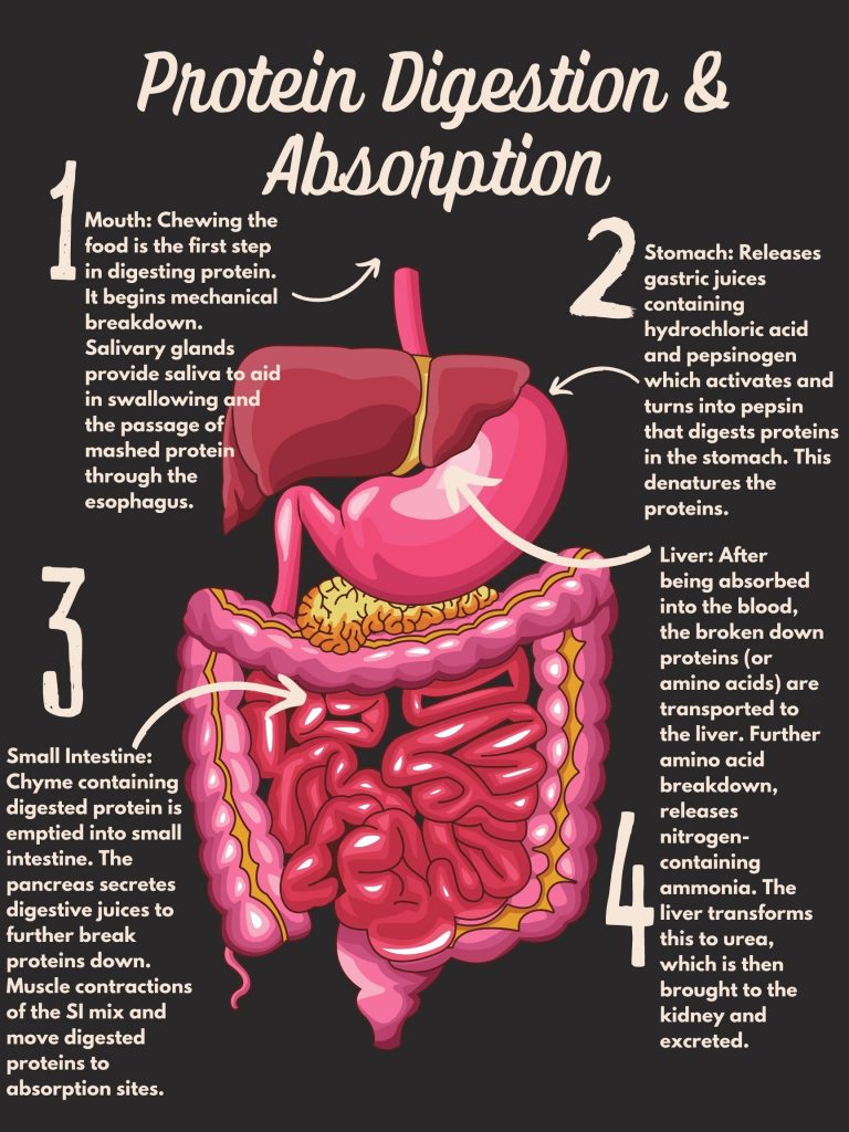 7 3 Protein Digestion And Absorption Nutrition And Physical Fitness