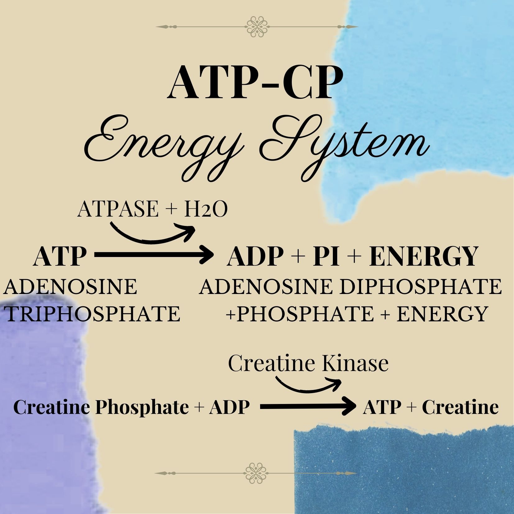 Infographic summarizing the ATP-CP system