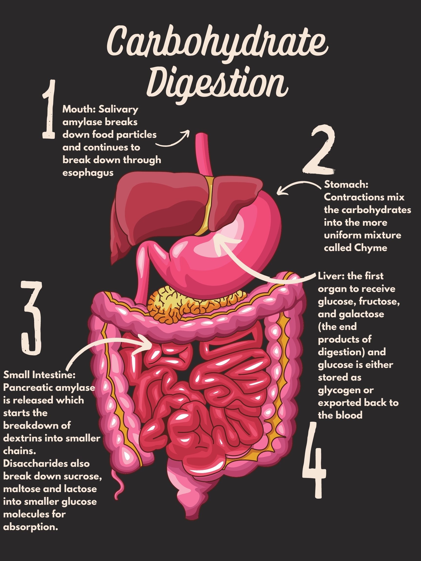 Infographic summarizing carbohydrate digestion and absorption