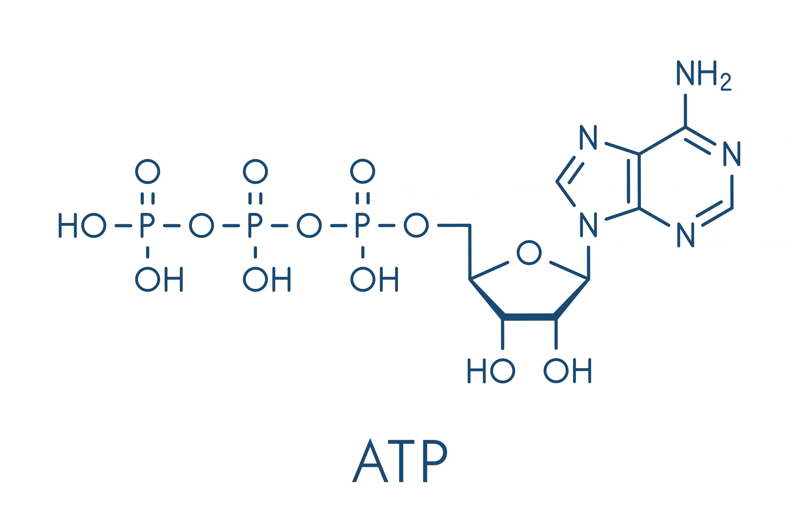 Image showing the chemical structure of ATP