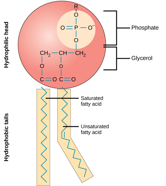 Image showing the chemical structure of a phospholipid. Phosphate and glycerol make up the hydrophillic head and two fatty acids make up the hydrophobic tails.