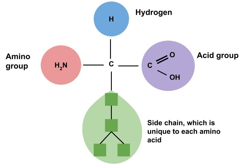Image showing the chemical structure of an amino acid. A carbon is bonded to an amino group, an acid group, a single hydrogen, and a side chain. The side chain is unique to each amino acid.