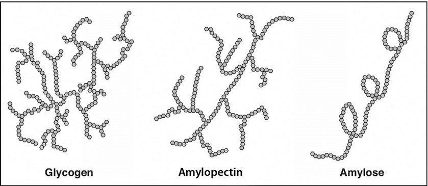 Image showing the chemical structures of glycogen, amylopectin, and amylose. Glycogen and Amylopectin are branched chains of glucose and amylose is a long unbranched chain of glucose.