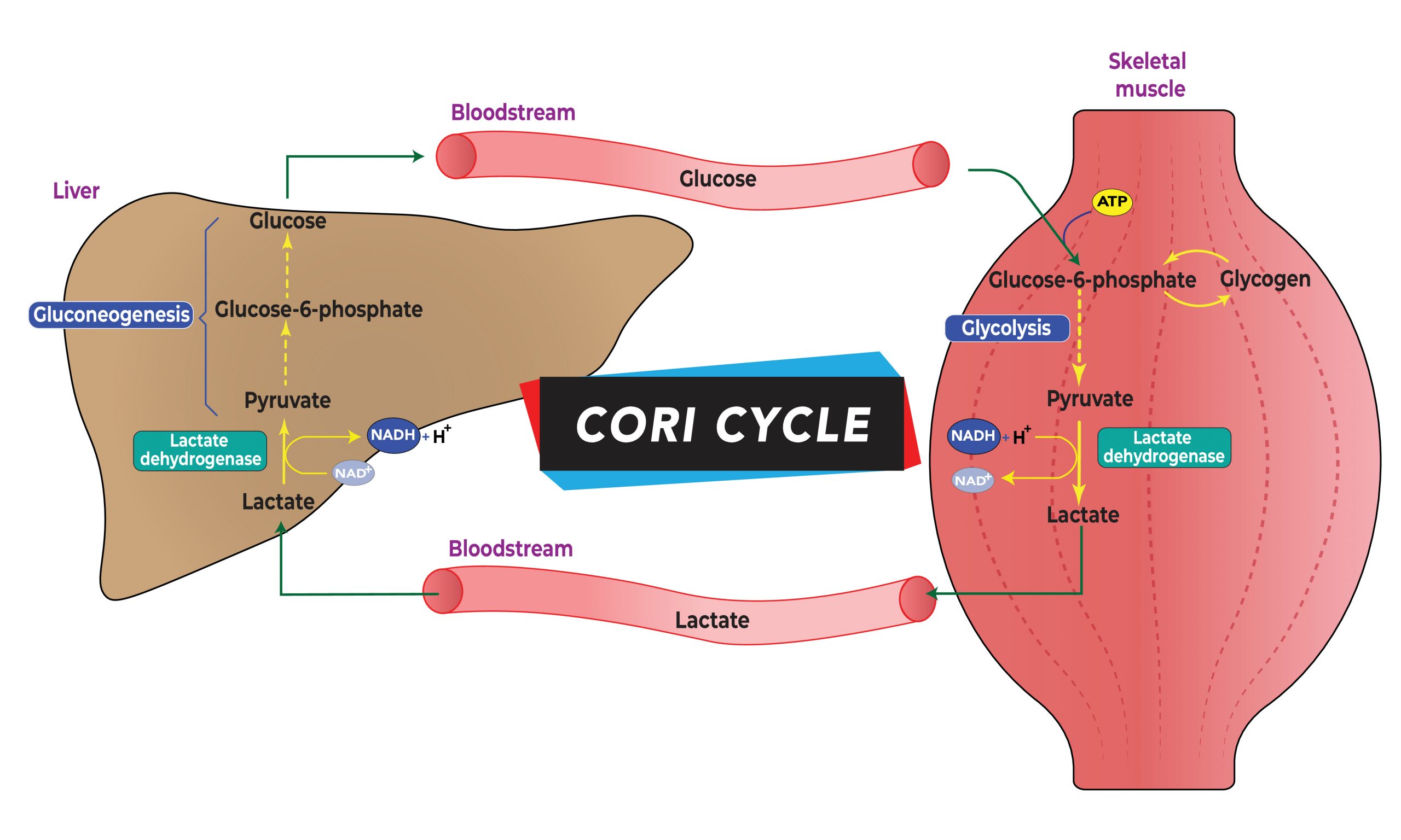 Image showing the chemical reactions of the Cory Cycle