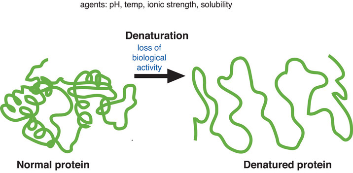 Image showing how a three dimensial protein is uncoiled and unraveled when it is denatured.