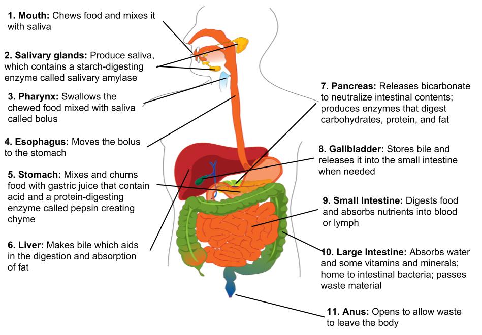 Image showing the digestive system with each organ labeled and functions of each organ