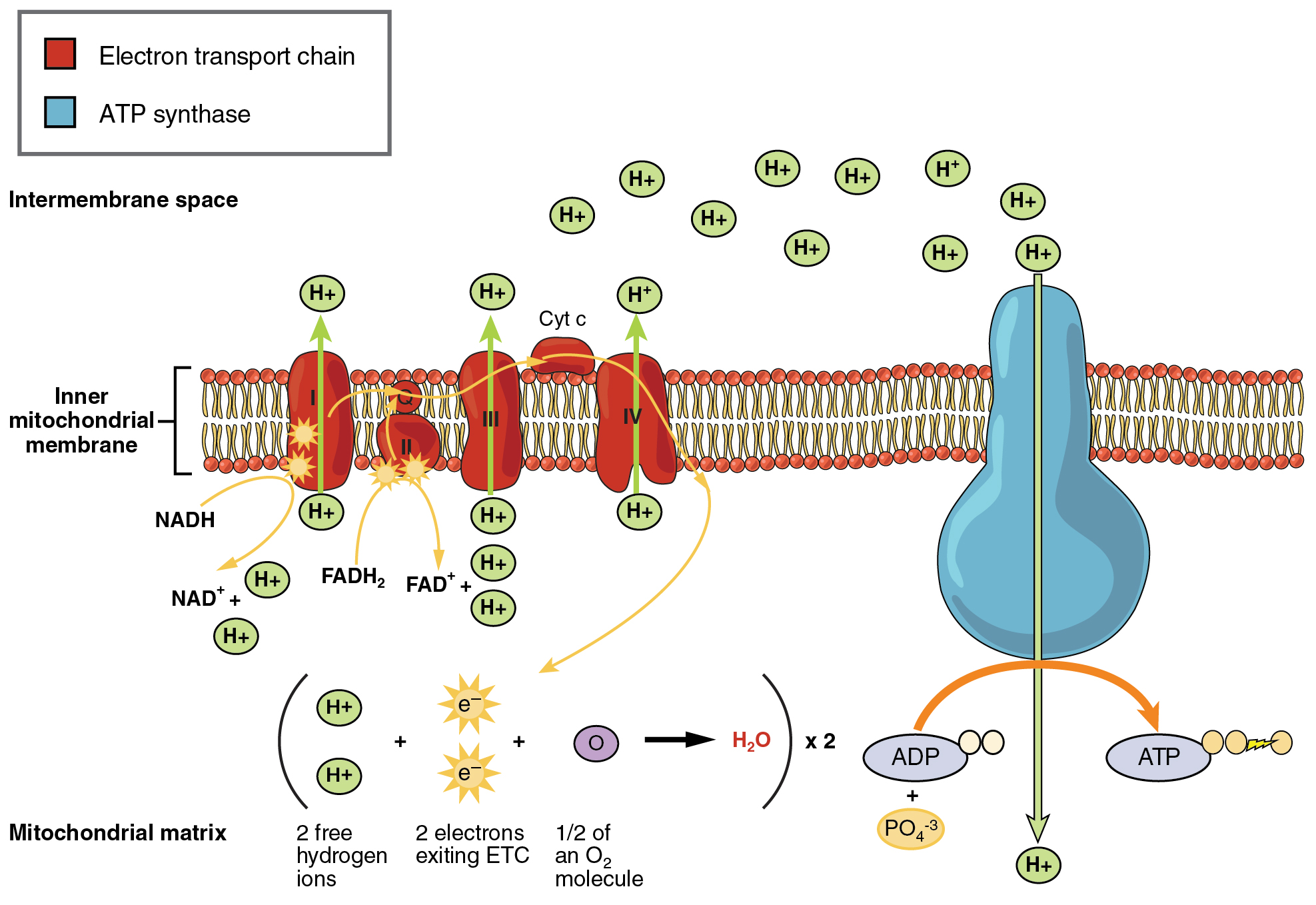 Image showing the chemical reactions of the electron transport chain
