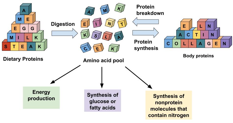 Image showing the fates of protein. Protein is digested and amino acids enter the amino acid pool. These amino acids are used to build body proteins, create non-protein moledules that contain nitrogen, make glucose or fatty acids, or make energy