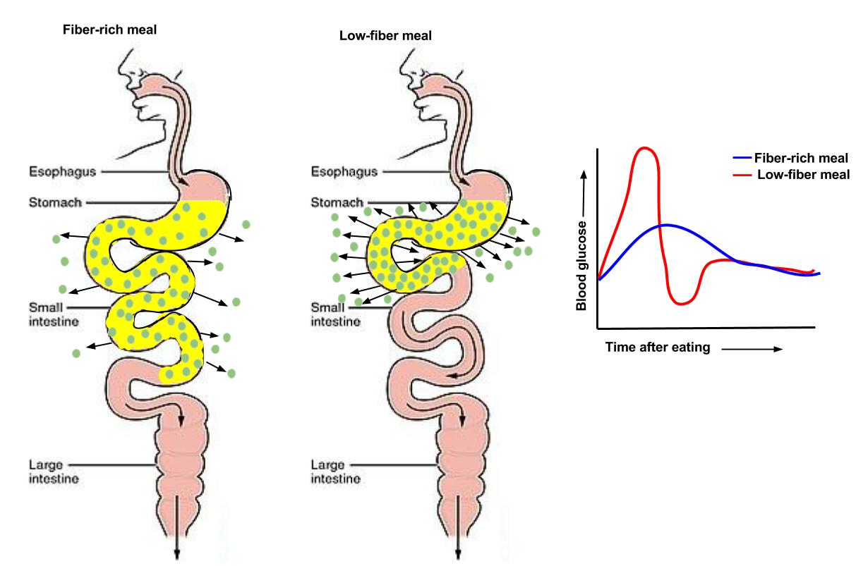 Image showing that when comsumed with fiber glucose is absorbed throughout the small intestine and does not increase blood glucose as much as when it is consumed without fiber