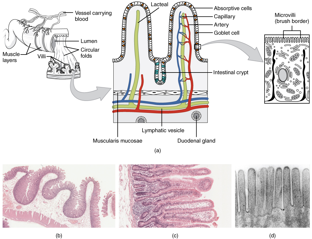 Image showing how the small intestine cells are designed to maximize surface area for absorption