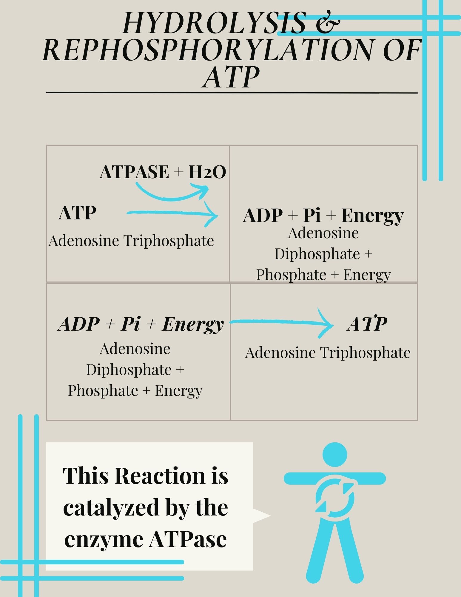 Infographic summarizing reactions of ATP. The hydrolysis of ATP is when ATP is broken down to ADP, inorganic phosphate, and energy. This reaction requires water and is catalyzed by the enzyme ATPase. Rephosphorylation of ATP occurs when ADP and inorganic phosphate combine to form ATP. This reaction requires energy.