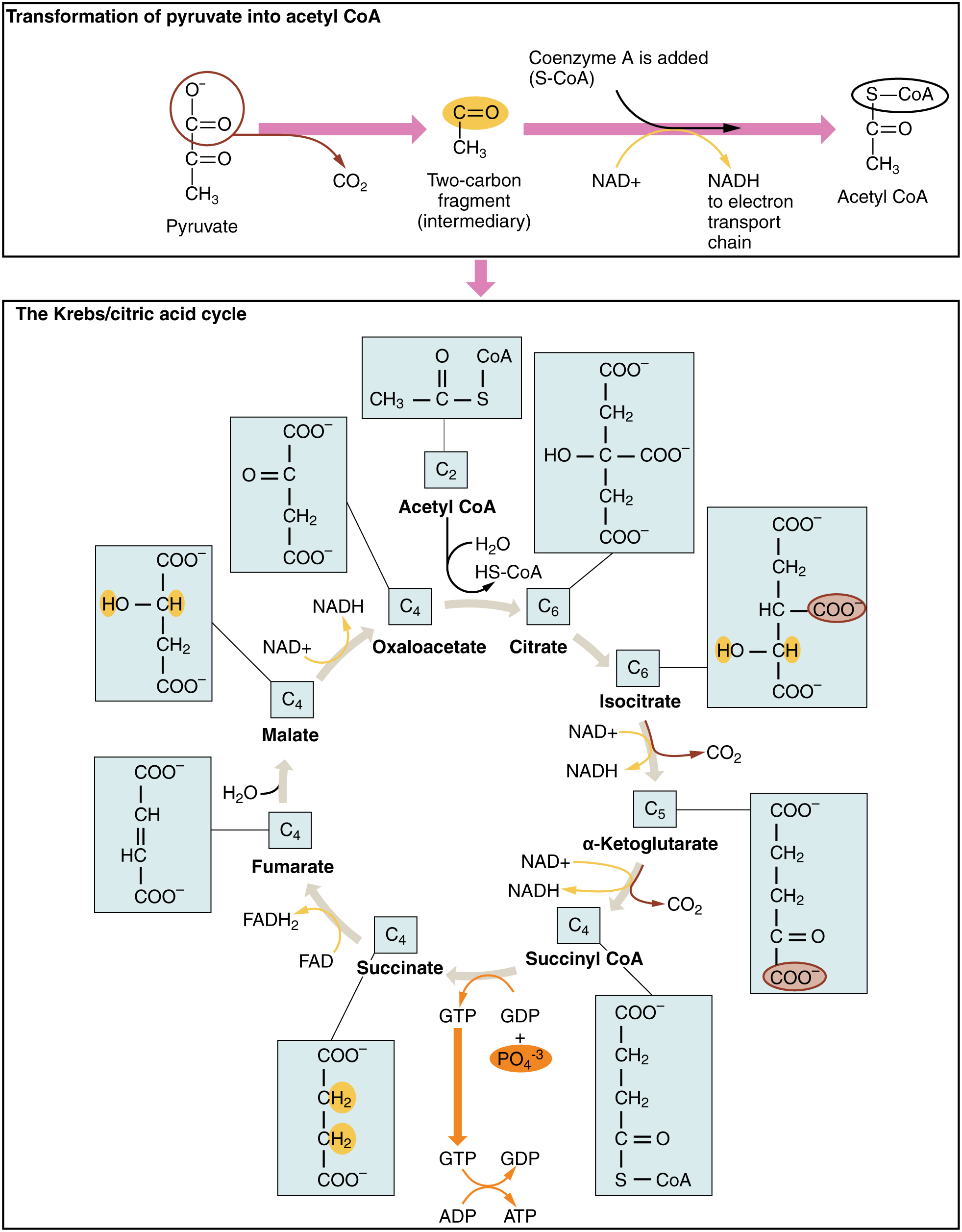 Image showing the chemical reactions of the Krebs cycle
