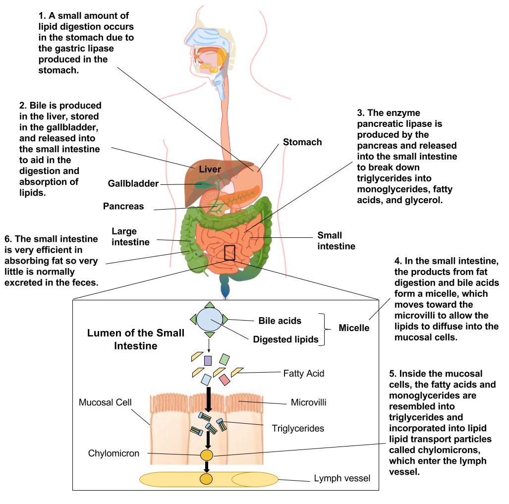 Diagram showing the organs of the digestive system and their functions for lipid digestion.