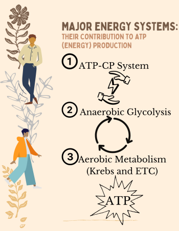 Adenosine Triphosphate Atp Nutrition And Physical Fitness