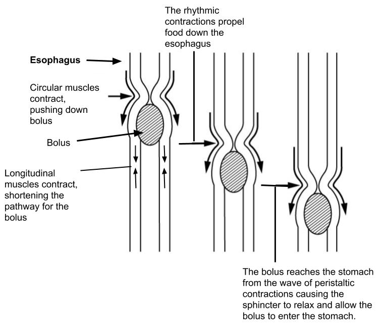Image showing how peristalsis is a longitudal muscle contraction