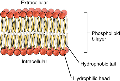Image showing how two layers of phospholipids makes up the phospholipid bilayer