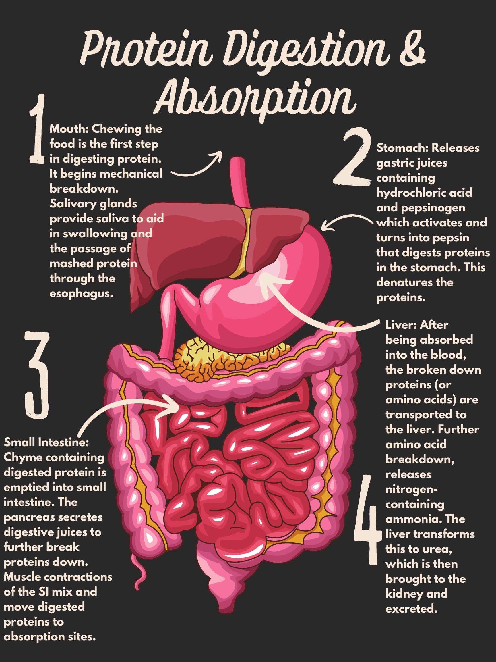 Image showing the organs of digestion and how they are involved in protein digestion.