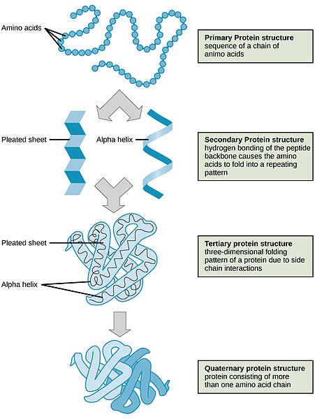 Image showing the four steps of protein synthesis