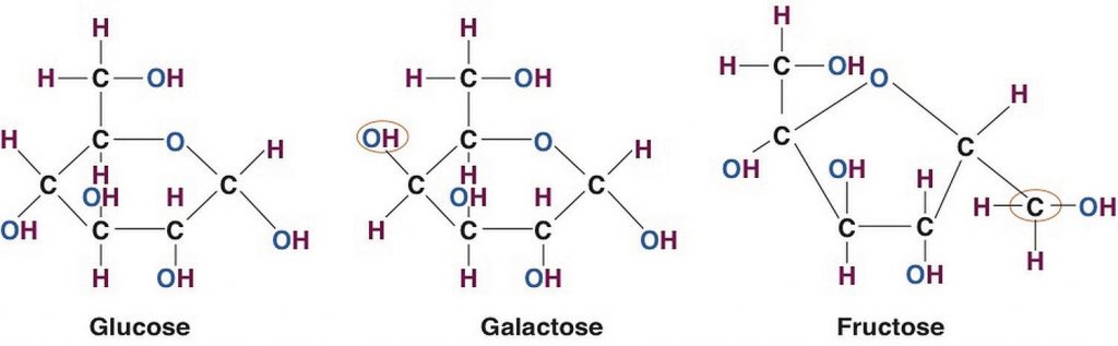 Image showing the chemical structures of the three monosaccharides: glucose, galactose, and fructose