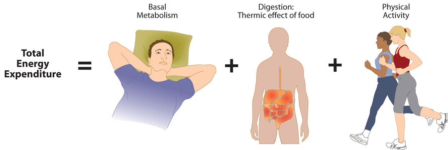 Diagram showing that total energy expenditure is the sum of basal metabolism, digestion (thermic effect of food), and physical activity