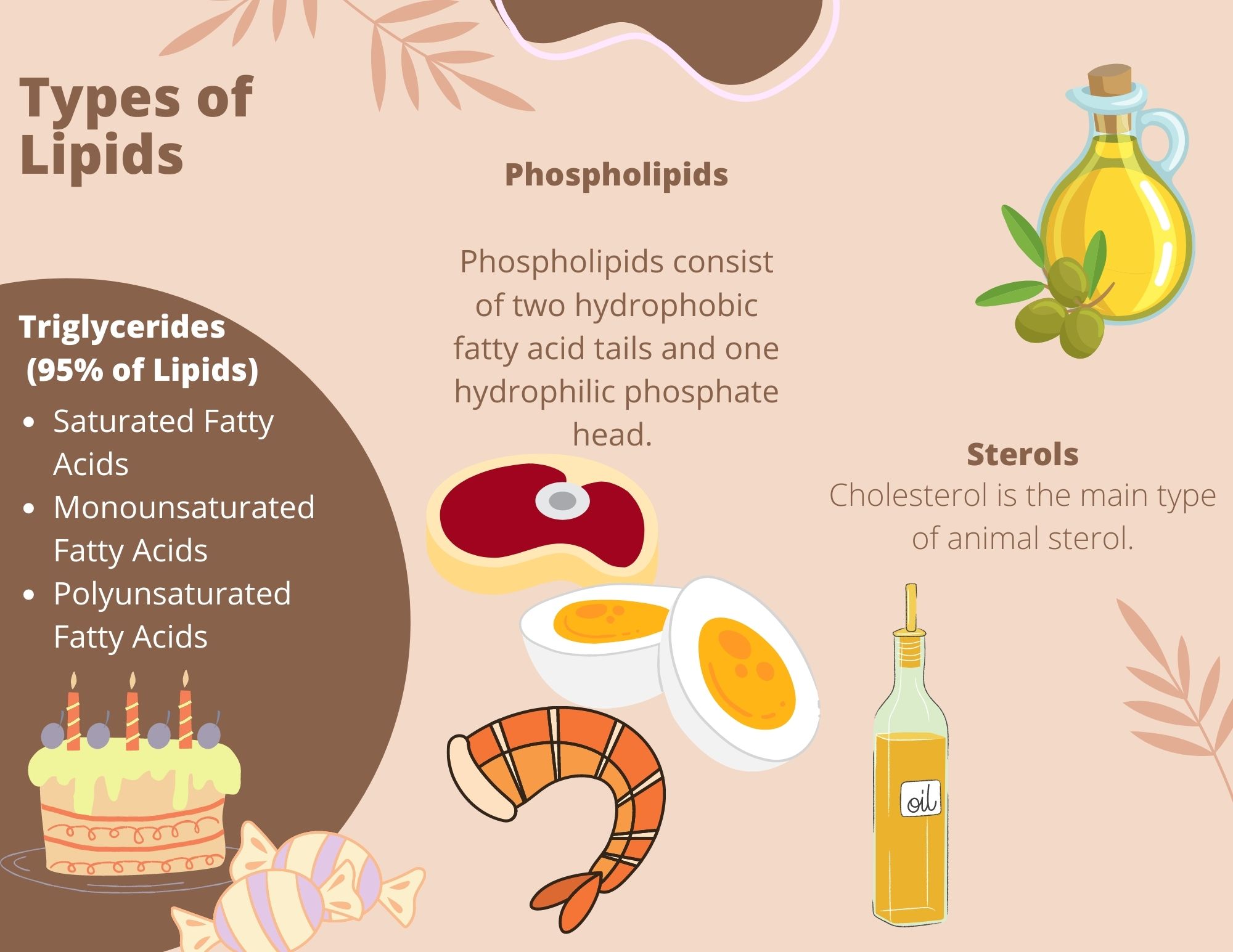 Infographic summarizing the three basic types of lipid: triglycerides, phospholipids, and sterols