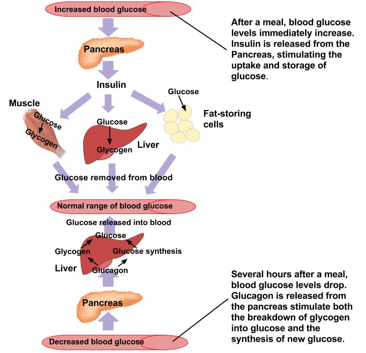 Flowchart showing how insulin and glucagon work together to keep blood glucose levels in a normal range