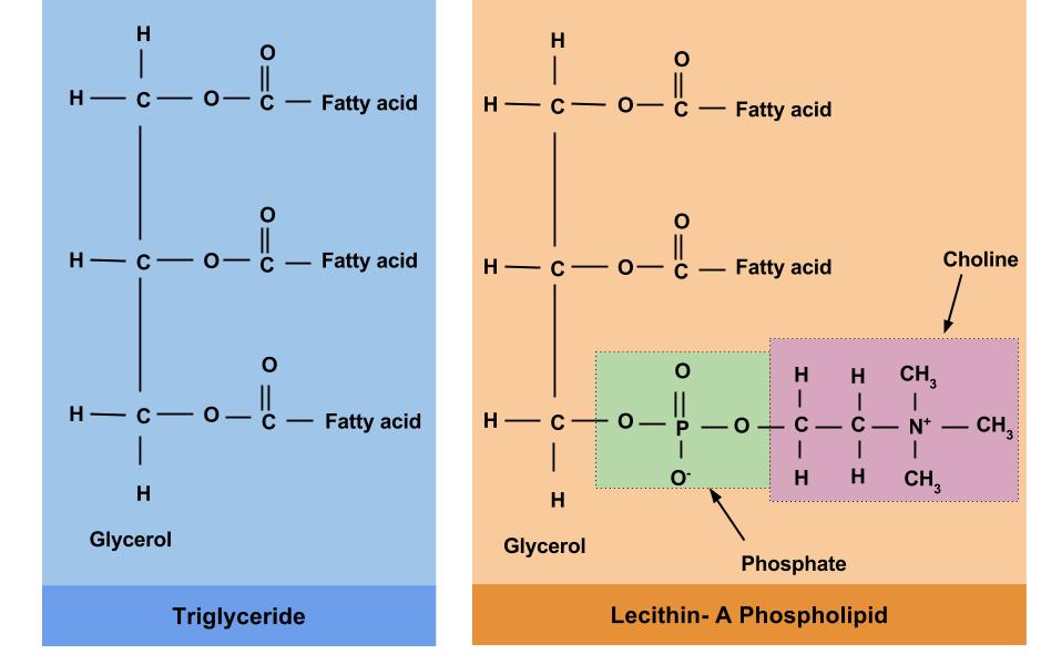 Image compares the chemical structure of a triglyceride to the chemical structure of a phospholipid. A triglyceride is composed of a glycerol and three fatty acids. A phospholipid is composed of a glycerol, two fatty acids, and a phosphate group.