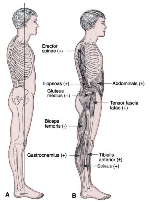 Alignment of perfect posture, with denotations of muscles that tonically activate quiet stance of small amounts of postural sway.