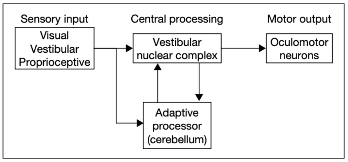 Drawing of three main components of the vestibulo-ocular reflex.