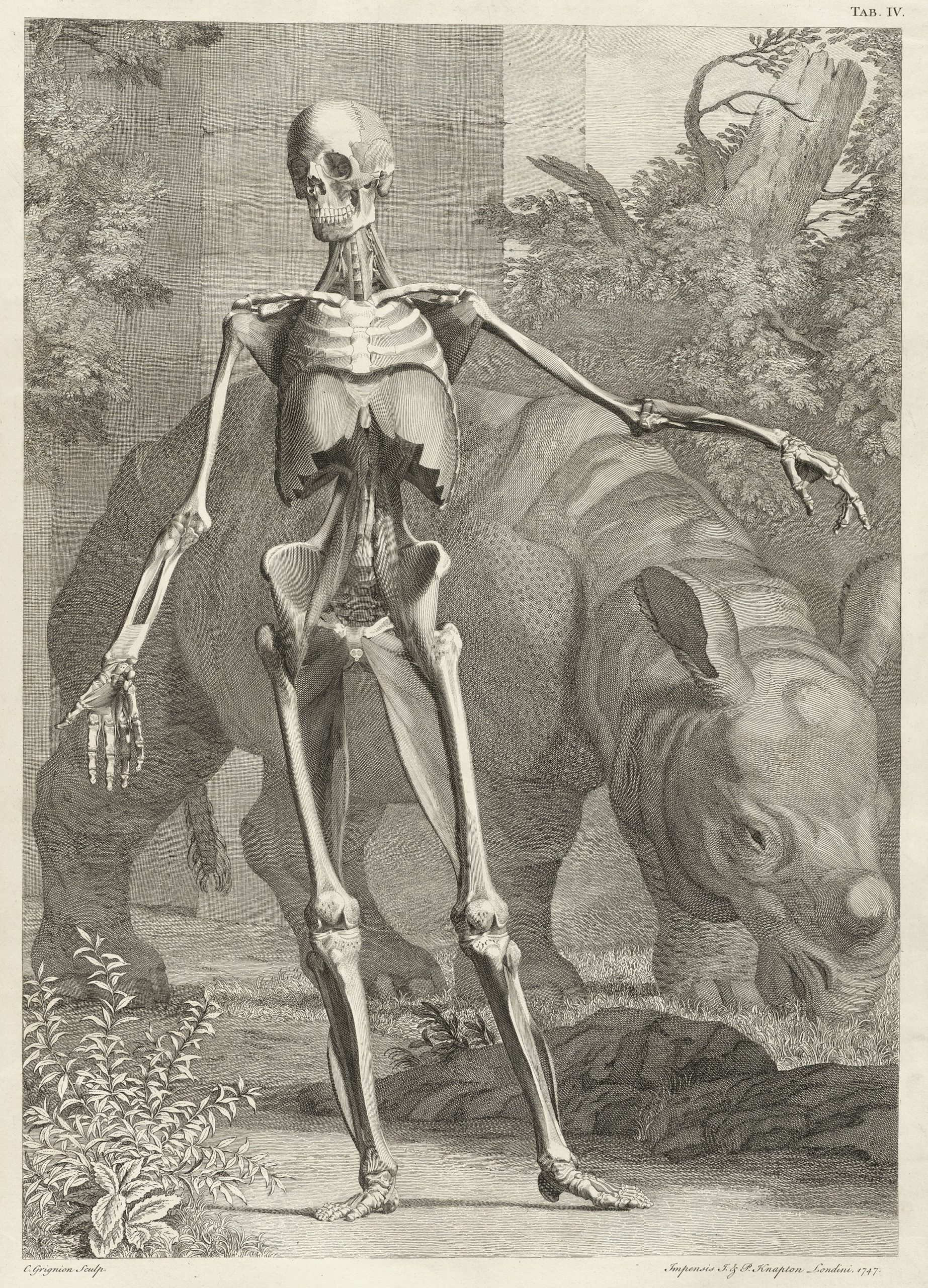 Jan Wandelaar, Engraving of Clara and Human Skeleton in Bernhard Siegried Albinus, Tabulae sceleti et musculorum corporis humani, 1749. Image: uploaded by Jan Arkesteijn, Public Domain.
