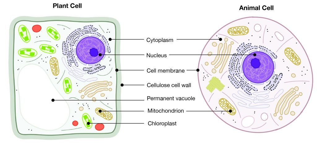 Molecular Biology and Genetics – Explorations: An Open Invitation to ...