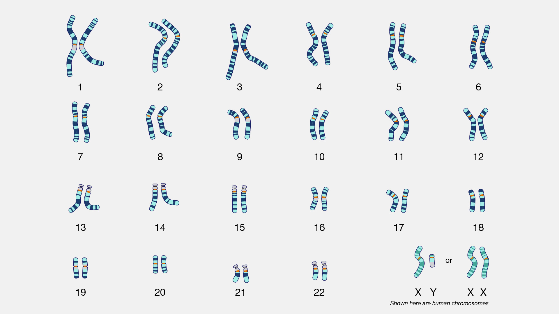 Karyotype showing pairs of chromosomes organized by size into 23 pairs.