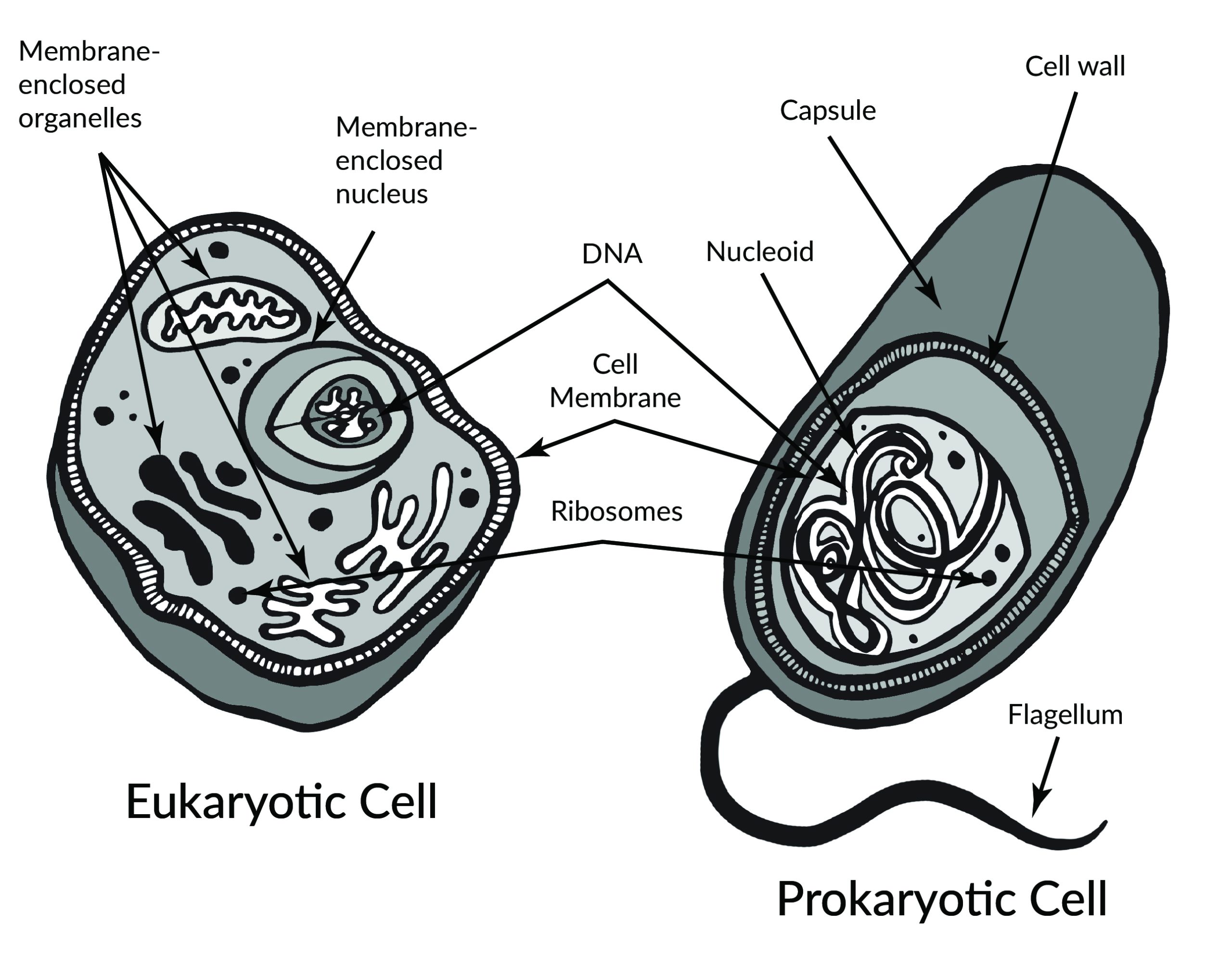 Prokaryote and eukaryote cells. A full text description of this image is available using link in the caption.