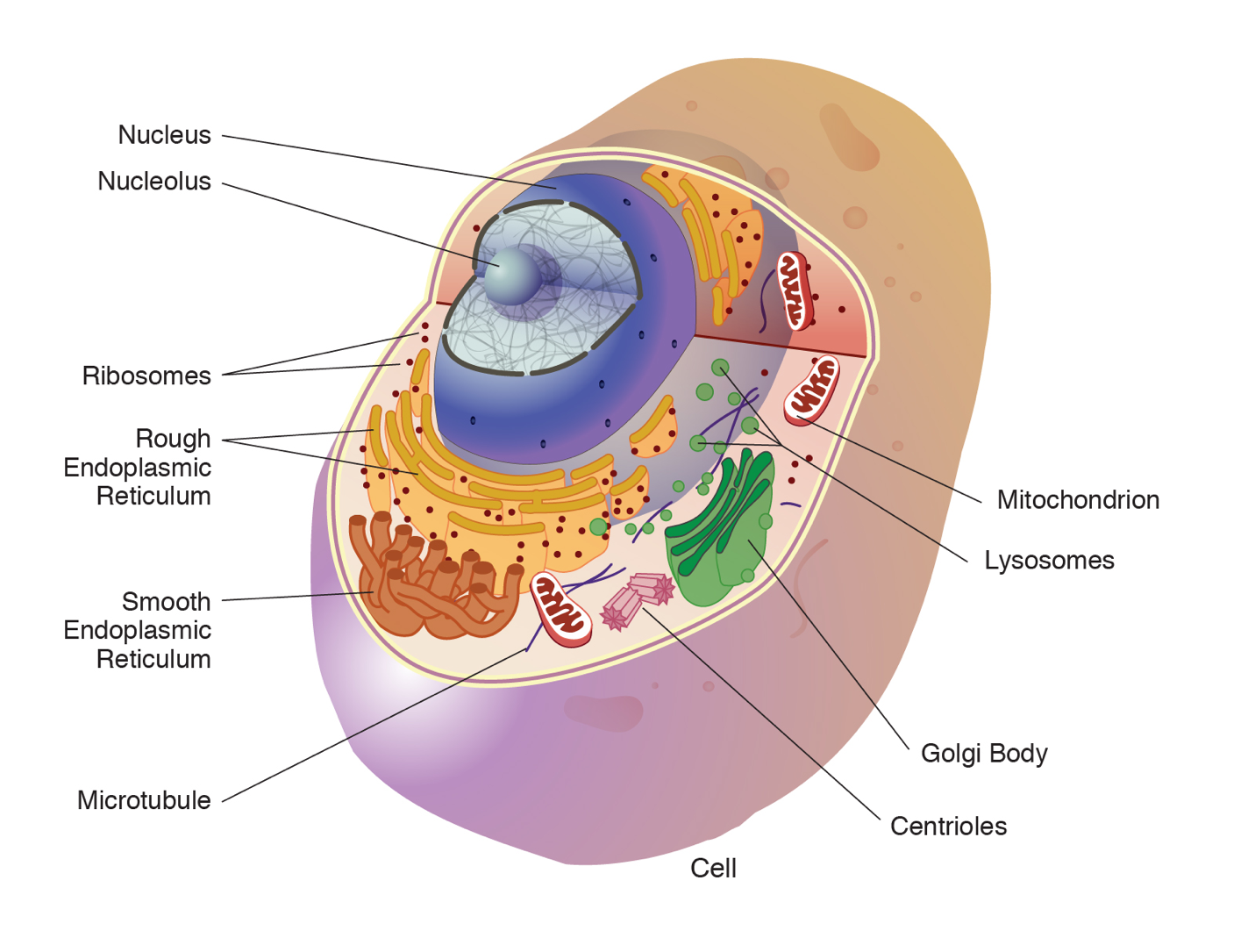 Animal cell with various organelles labeled.