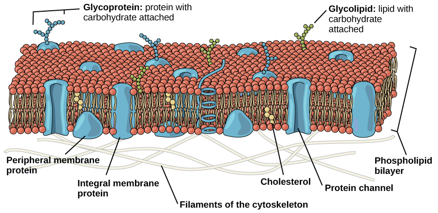 Cell wall of a phospholipid bilayer with embedded channels, carbohydrates, and proteins.