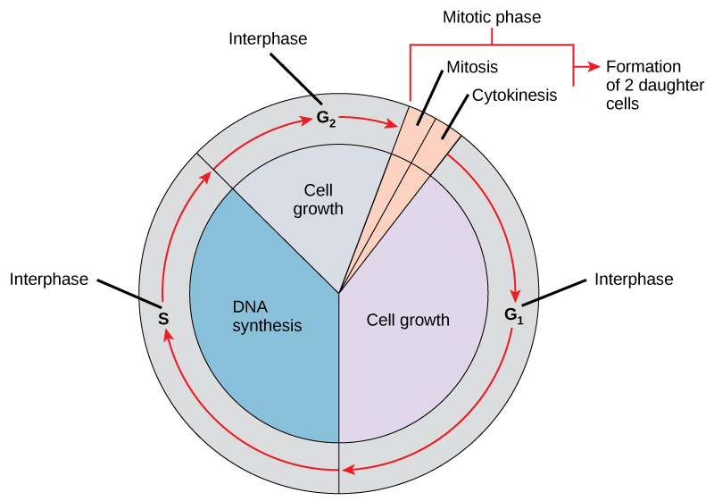 The cell cycle is mostly cell growth and DNA synthesis (interphase), followed by the mitotic phase (mitosis and cytokinesis).