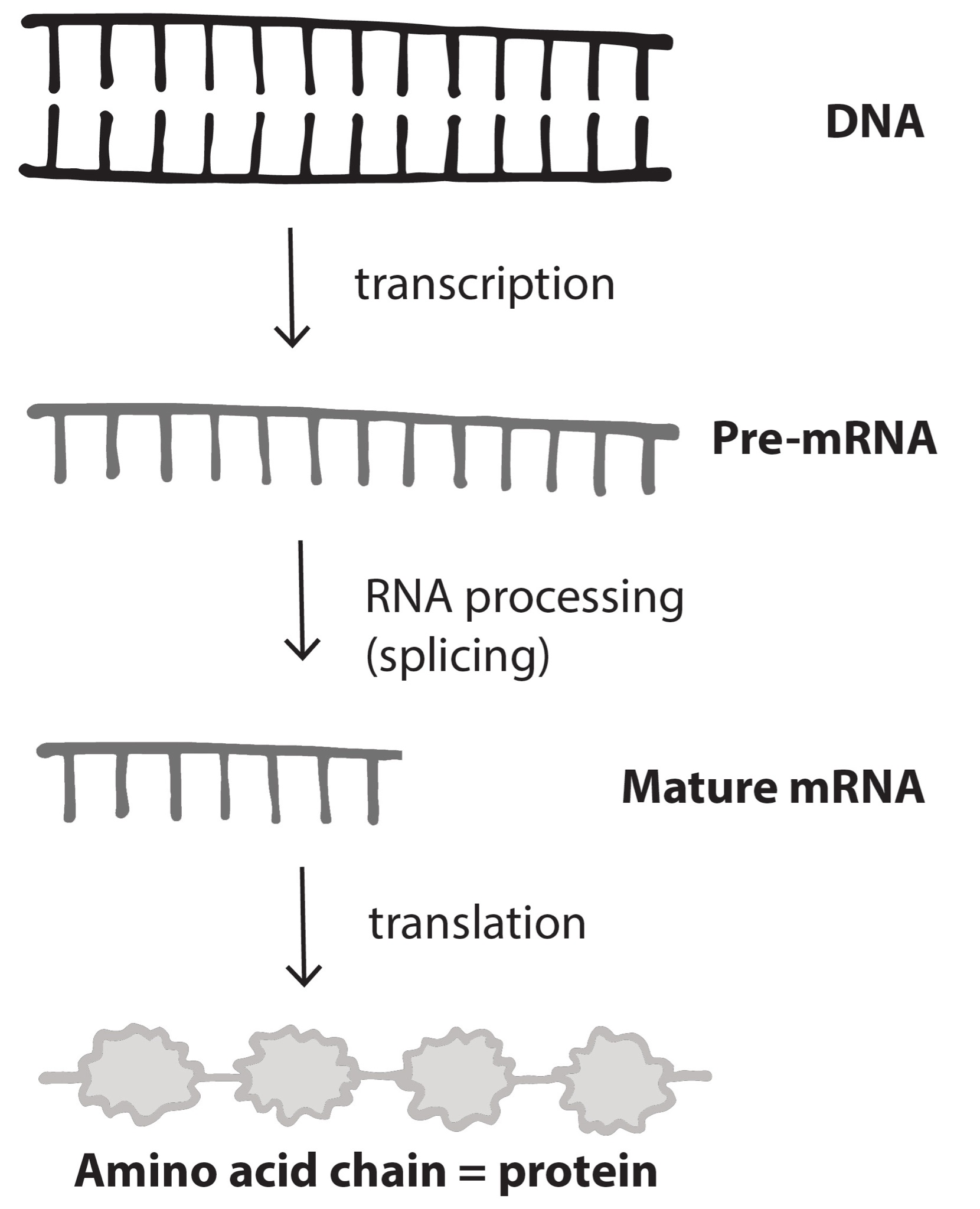 From DNA, transcription creates pre-mRNA, is processed to mature mRNA, translated to an amino acid chain (protein)
