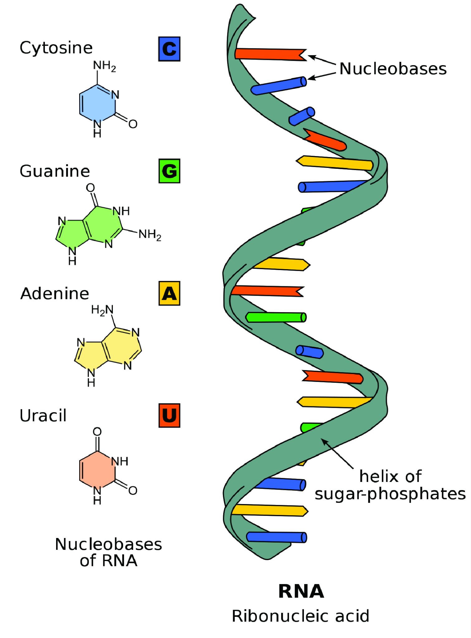 Single stranded RNA is composed of 4 types of nucleobases: cytosine, guanine, adenine, and uracil.