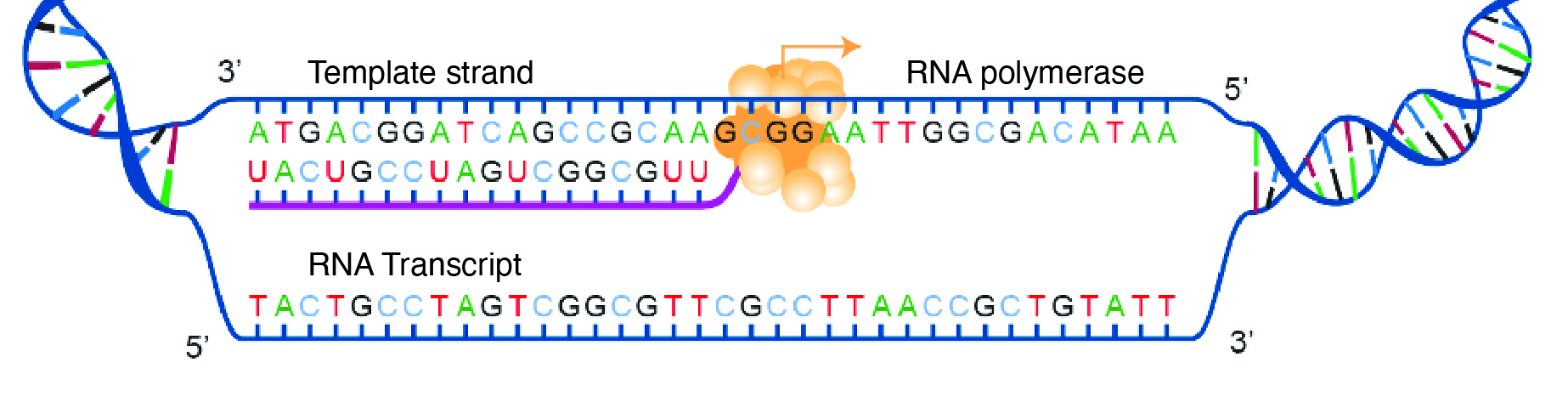 DNA strands pulled apart making space for RNA polymerase to form mRNA using 1 DNA template strand.