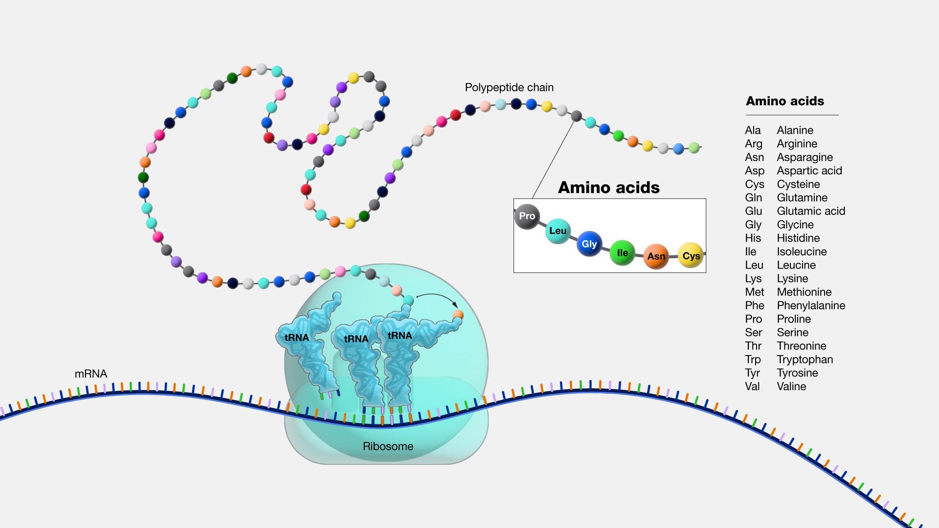 Ribosome and tRNA read mRNA and help join amino acids to a growing polypeptide chain.