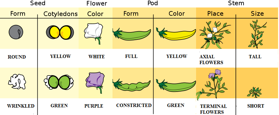 Pea plant variation: round/wrinkled, yellow/ green pods, white/purple flowers, tall/short stem.
