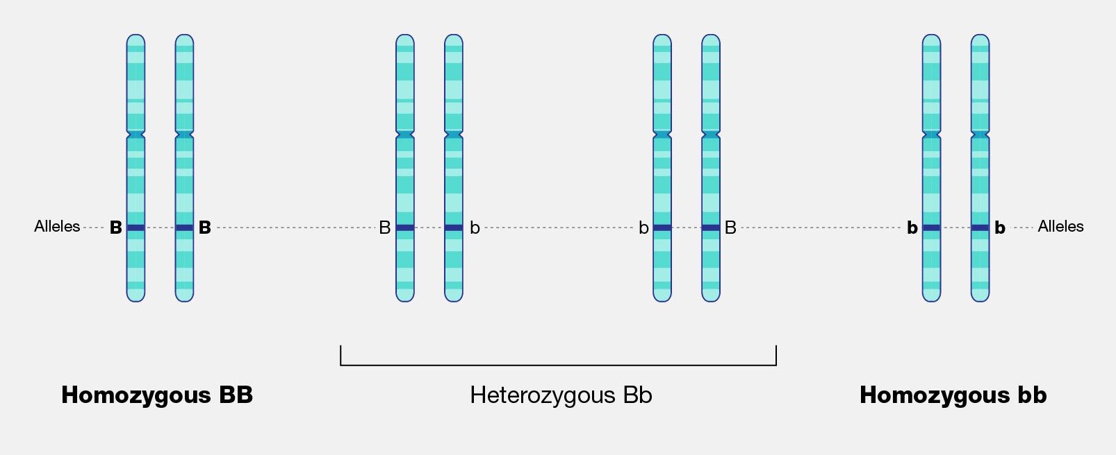 Four pairs of chromosomes. Each chromosome is labeled with an allele, either capital B or lowercase b.