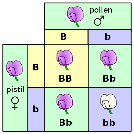 Pollen and Pistol (each with one capital B and one lower case b allele) merge in different combinations.