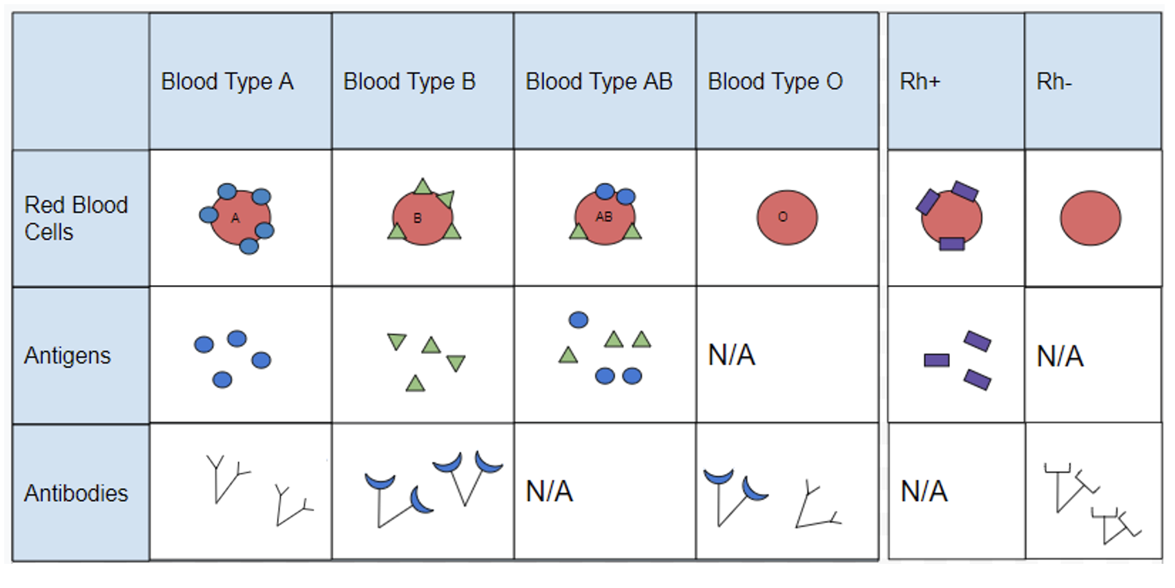 ABO (A, B, AB, and O), and Rhesus (Rh+ and Rh-) blood cells, antigens, and antibodies are drawn.
