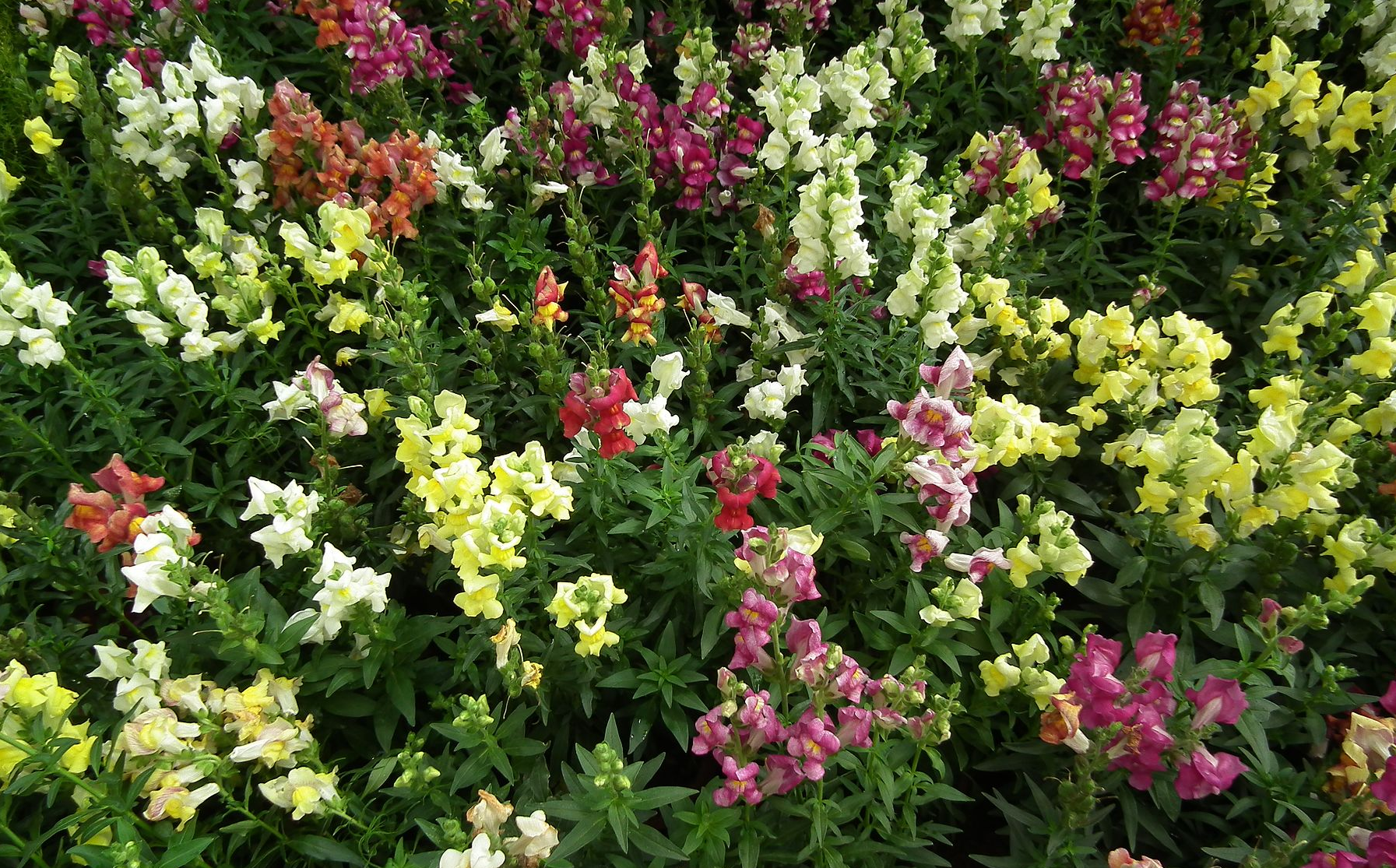 Snapdragon flowers in many hues.
