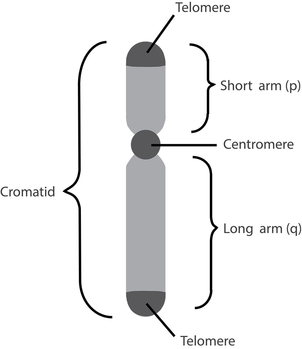 Chromatid is divided into a short and long arm, bound by a centromere.
