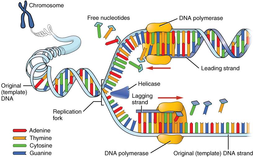 Helicase enzyme splits apart 2 DNA strands. On each strand DNA polymerase matches free nucleotides.