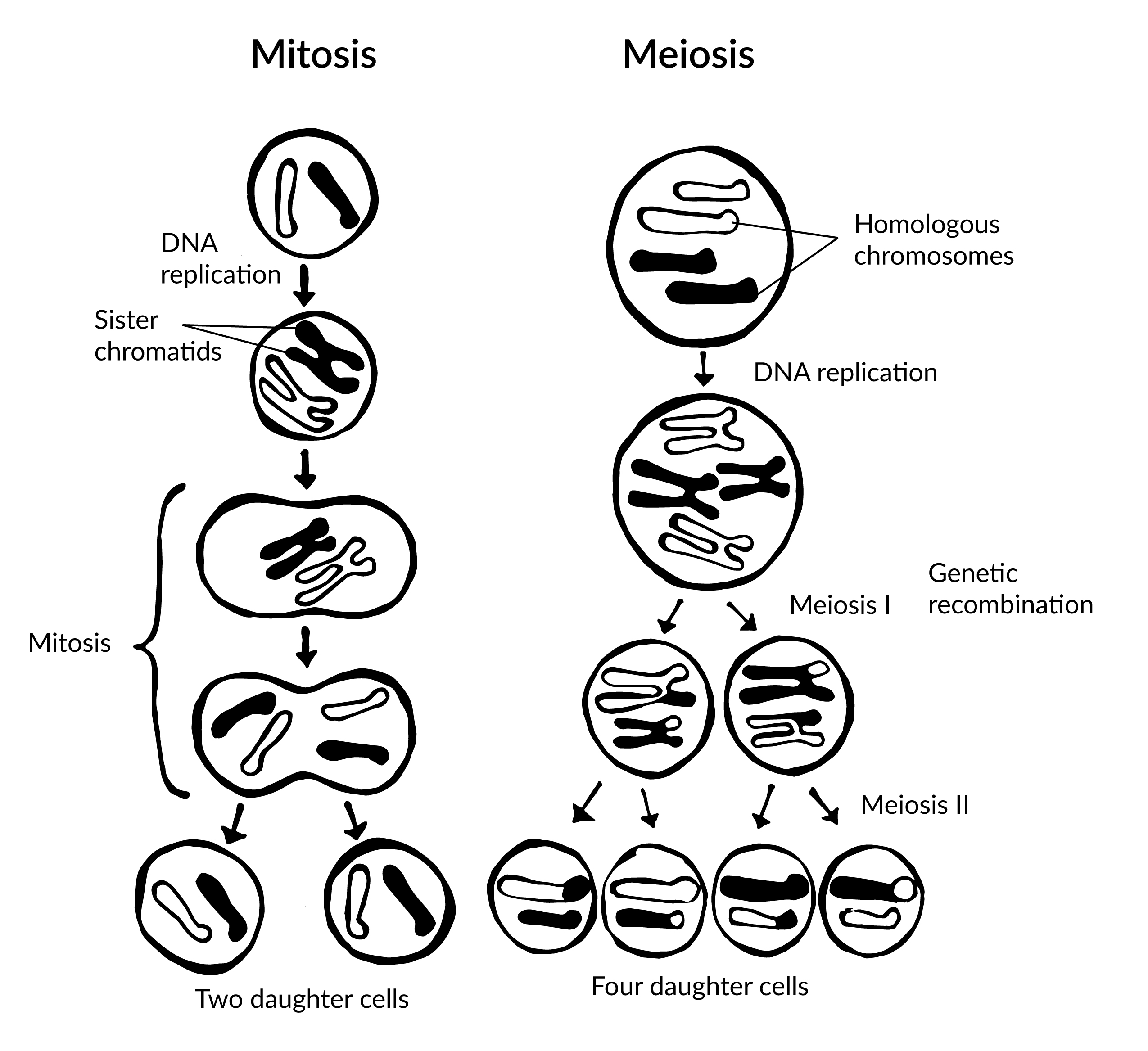 The stages of mitosis and meiosis.