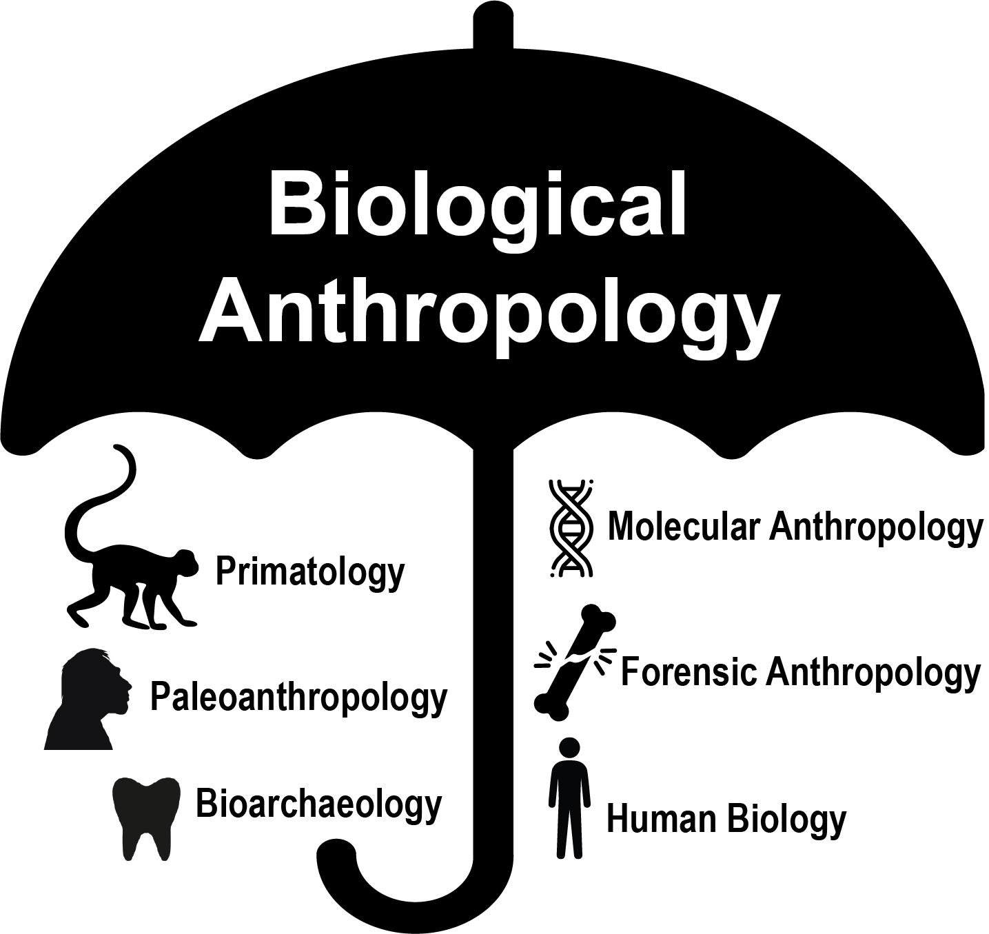 A “biological anthropology” umbrella hovers over subfield names accompanied by symbols.