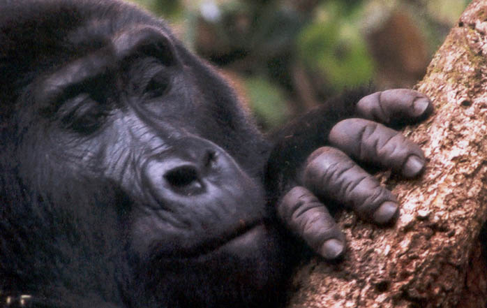 The head and hand of a gorilla rest on an angled tree trunk.